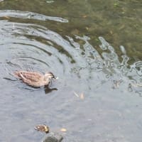 カルガモの親子を見つけた。
