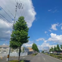 【独自】羊蹄山の麓にポツンと…中国系とみられる人物が建てようとしている建築物森林法違反の…