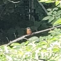 空飛ぶ宝石　カワセミ