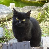 黒猫