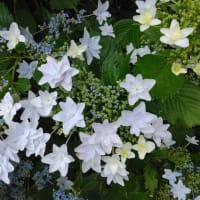 アジサイ（散歩コースの花）