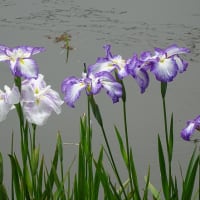 長岡天満宮の花菖蒲