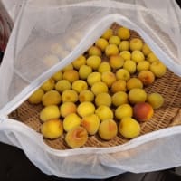 ６・１３　またまた梅仕事