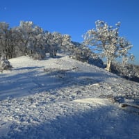 桜の季節ですね