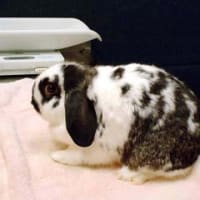 血便の謎 My Life With Rabbits 血便の謎 My Life With Rabbits