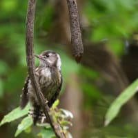 ブッポウソウ見た・・・