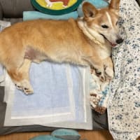コーギーけいちゃん13歳誕生日