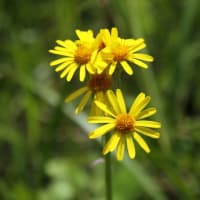 オカオグルマ （キク科 ）Tephroseris integrifolia (L.) Holub subsp. kirilowii (Turcz. ex DC.) B.Nord. 