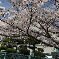 桜見に散歩