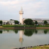 邑楽中央公園のひまわり