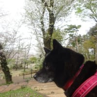 桜吹雪 富士森公園
