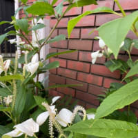 はや、梅雨明け宣言