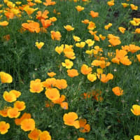 【初夏の薬草園】ケシの花