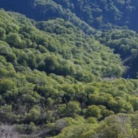 銚子ヶ峰の森