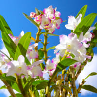 開花がはじまったデンドロビウム、白雲浮かぶ青空を背景として（３月）