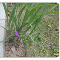 我が庭先の花の様子（終了）
