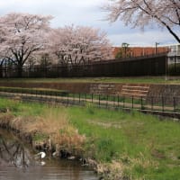 東村山。桜のある風景。