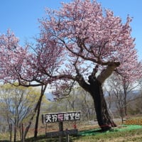 小樽の隠れた名物　「天狗桜」