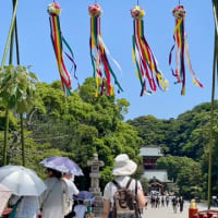 鎌倉に〜　蓮の花・アガパンサスを♪