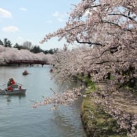 弘前の桜です