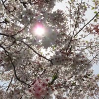 幸ヶ谷公園の桜（京急・神奈川駅近く）