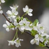 スモモ　〈李  白い花〉　