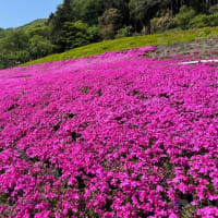 春の風景・・・池田山（大垣）