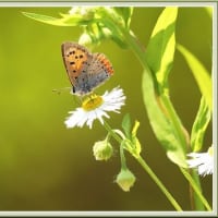 花文のベニシジミ蝶（2024.06 Ｎｏ.07）