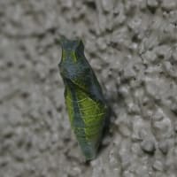 幸福なひととき