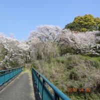 桜散り初めの田代公園
