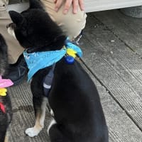 同じ柴犬でも違います　１　ツヤツヤさんとモフモフさん