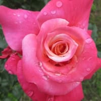 濁川公園の薔薇