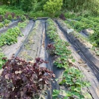 日毎体調の回復を感じ菜園の仕事もぼちぼち始めた