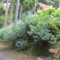 みちのくアジサイ園に行く。
