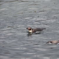 ペンギンちょっと海まで　２