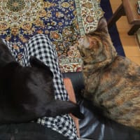 猫生活　お膝待ち