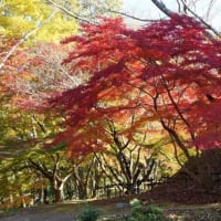 美しい紅葉を求めて 奈良 明日香村を散策