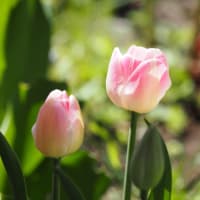 🎵咲いた〜咲いた〜🌷の花が〜🎵
