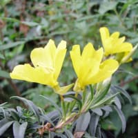 雲南地湧金蓮(ウンナンチユウキンレン)の花 - モノトーンでの 雲南地湧金蓮(ウンナンチユウキンレン)の花 - モノトーンでの