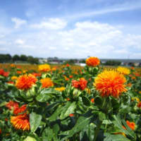 べに花の町、埼玉県桶川市　その２
