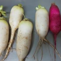 7月1日・ミニダイコン初収穫！