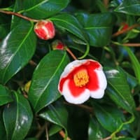 739号 ジャガイモの植えつけ 今我が家で咲いている木の花 ウメ ハクモクレン ジンチョウゲ トサミズキ コーネリアンチェリー オニシバリ ツバキ 柿上猿麻呂の 花 菜園 旅 の週刊フォトニュース 739号 ジャガイモの植えつけ 今我が家で咲いている木の花 ウメ ハクモクレン ジンチョウゲ トサミズキ コーネリアンチェリー オニシバリ ツバキ 柿上猿麻呂の 花 菜園 旅 の週刊フォトニュース