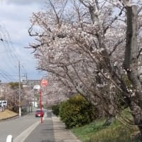 散歩道の桜並木