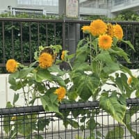 道路脇のひまわり