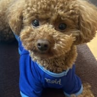 入院、明日は手術