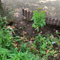ルドベキアを植える