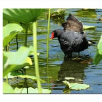 オオバン　暖かな水、冷たい水音