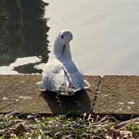 上野で鳥さんパラダイス