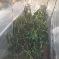 冬がきたね