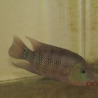 ②フェスタ